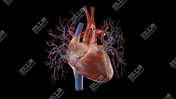 images/goods_img/20210312/3D Heart model/5.jpg